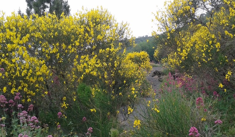 Copia di Vesuvio ginestra