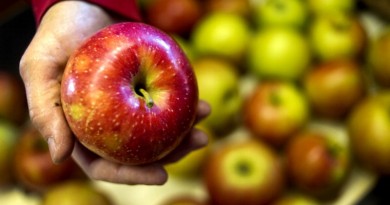 An employee displays an apple for a photograph on the crating line at Hugus Fruit Farm in Rushville, Ohio, U.S., on Tuesday, Sept. 11, 2012. Hugus Fruit Farm, a family owned orchard, produces apples, cider, peaches, and pears to sell at the farm's own market. Photographer: Ty Wright/Bloomberg via Getty Images