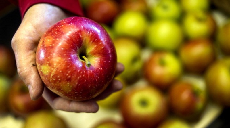 An employee displays an apple for a photograph on the crating line at Hugus Fruit Farm in Rushville, Ohio, U.S., on Tuesday, Sept. 11, 2012. Hugus Fruit Farm, a family owned orchard, produces apples, cider, peaches, and pears to sell at the farm's own market. Photographer: Ty Wright/Bloomberg via Getty Images