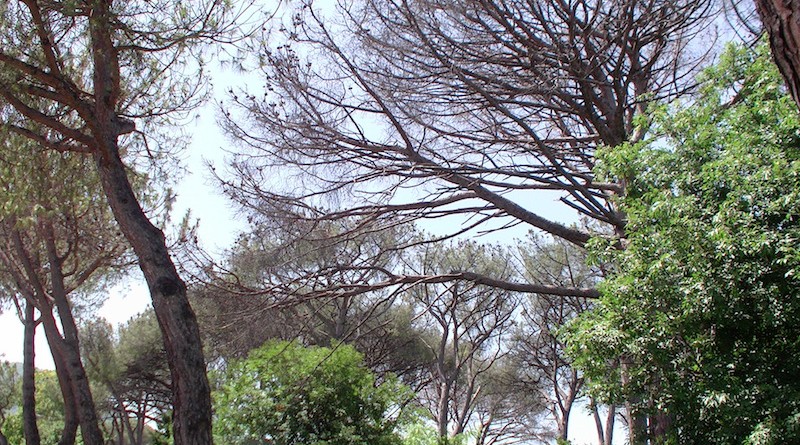 Circa dieci enormi pini completamente secchi sono presenti nel viale della pineta degli Atleti