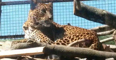 kegalla allo zoo di napoli il leopardo dello sri lanka