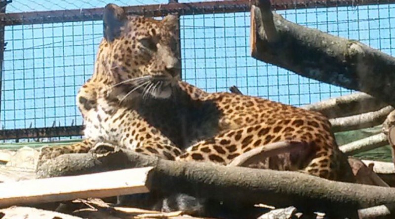 kegalla allo zoo di napoli il leopardo dello sri lanka