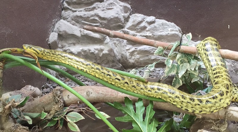 zoo napoli anaconda gialla