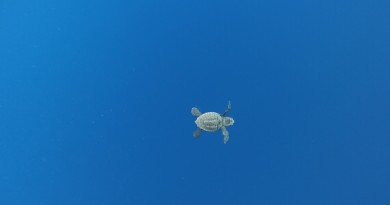 SZN - Liberazione Caretta caretta 01