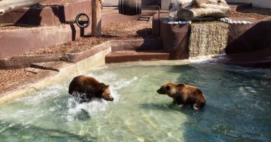 orsi zoo napoli 2