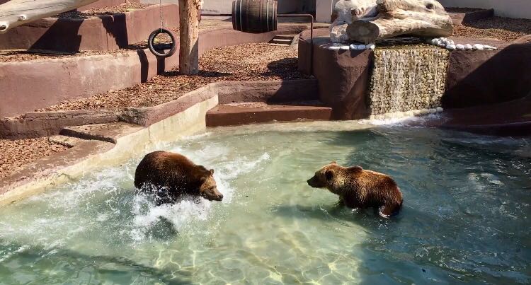 orsi zoo napoli 2