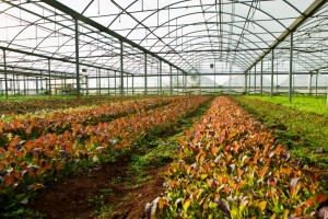 Azienda Agricola Amico Bio