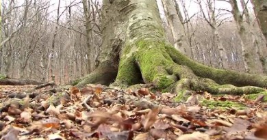 albero foresta