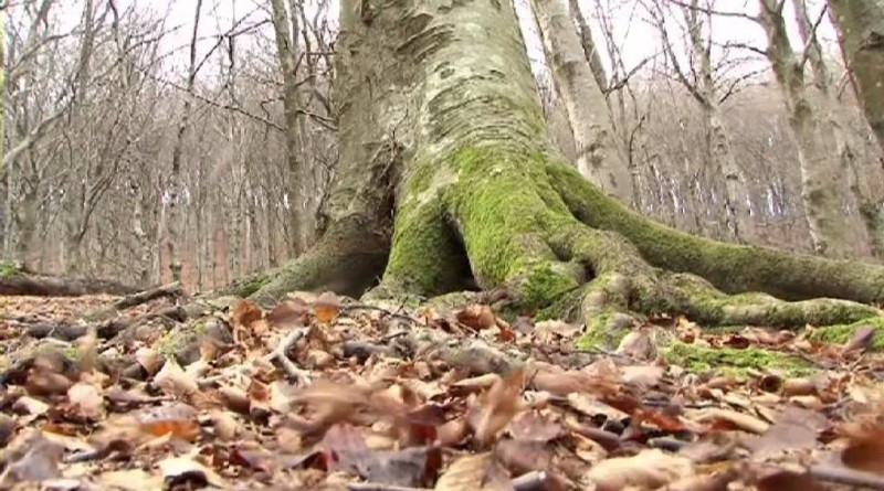 albero foresta