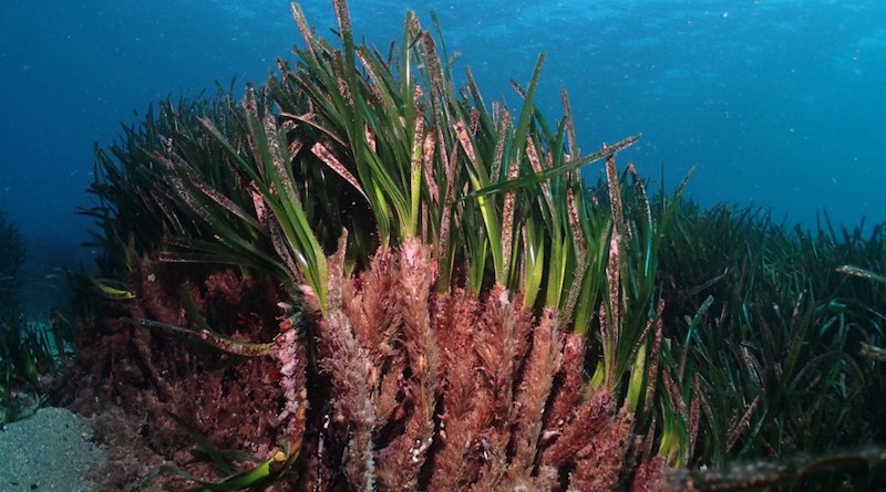 Posidonia Oceanica 01 (1)_1