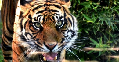 tigre zoo napoli foto di antonio musa