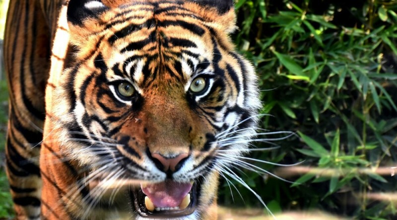 tigre zoo napoli foto di antonio musa