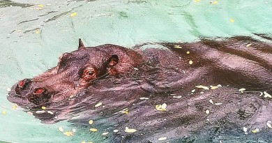 Carola fa il bagno allo zoo di napoli