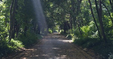 foto Un real Bosco per tutti social