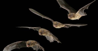 pipistrelli