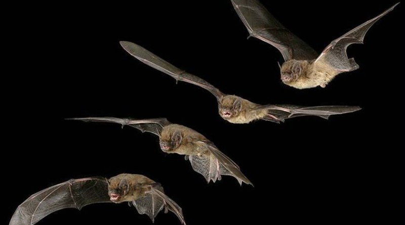 pipistrelli