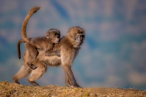 Mamme e cuccioli - Amore di Mamma è il calendario LAV 2018 - 12 fotografie di mamme con i loro cuccioli, scattate dal fotografo naturalista Simone Sbaraglia