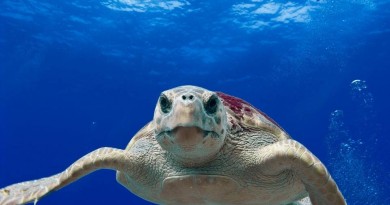 Tartarughe Marine - Pesca indiscriminata, occupazione delle coste e inquinamento hanno portato questi animali sull’orlo dell’estinzione