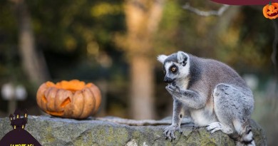 zoo di napoli halloween