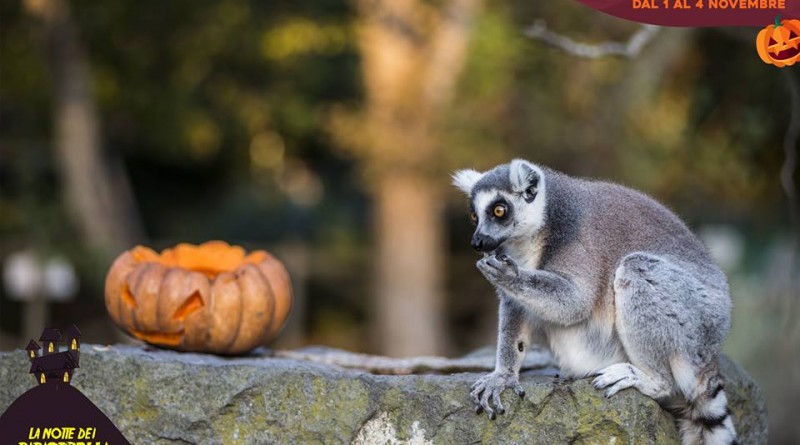 zoo di napoli halloween