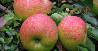FRUTTA