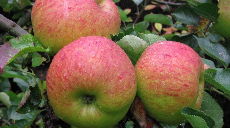FRUTTA