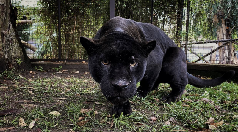 zoo giaguaro predatore
