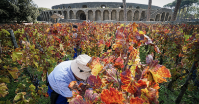 Pompei vendemmia