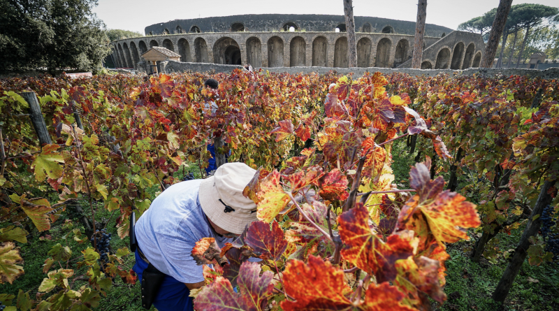 Pompei vendemmia