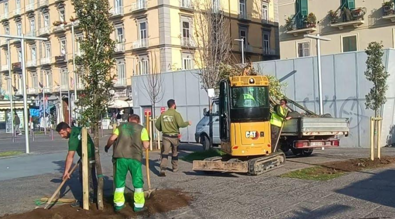 NUOVI ALBERI