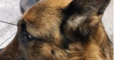 Trascina cane e lo abbandona, sindaco lo adotta