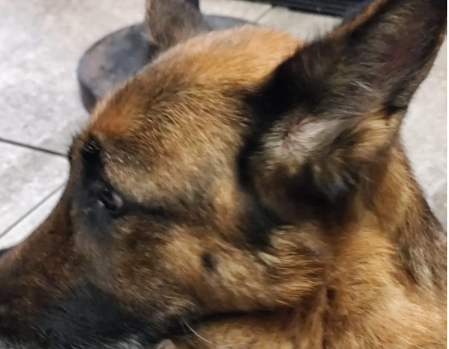 CANE SINDACO