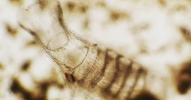 parassota 2