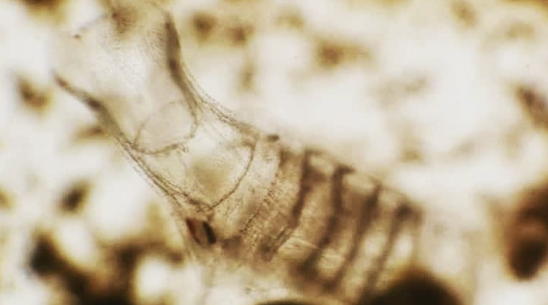 parassota 2