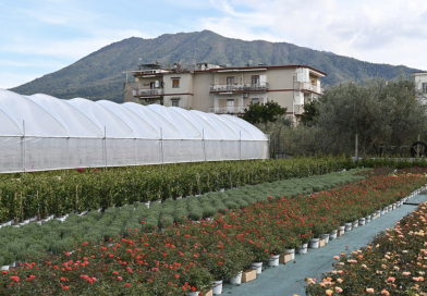 Aumentano i giovani al lavoro nei campi Aumentano i giovani al lavoro nei campi