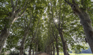 scafati parco