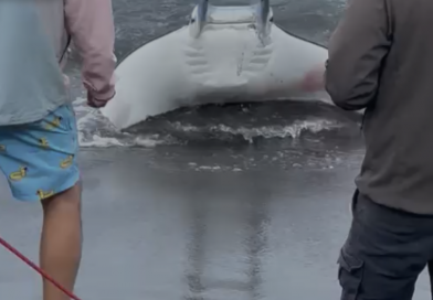 Procida, salvata una manta mediterranea Procida, salvata una manta mediterranea