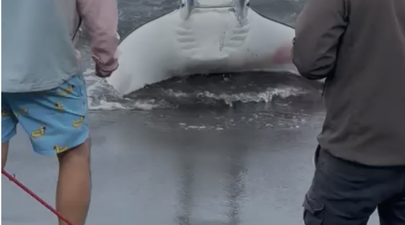 Manta