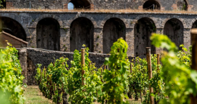 vino