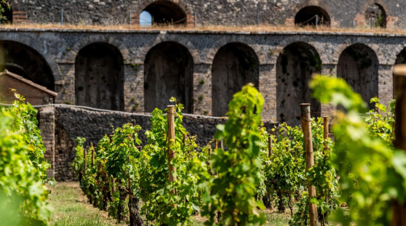 vino