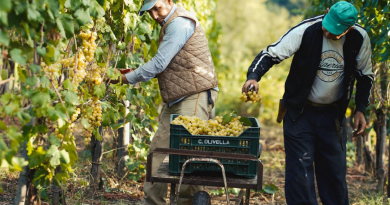Vendemmia