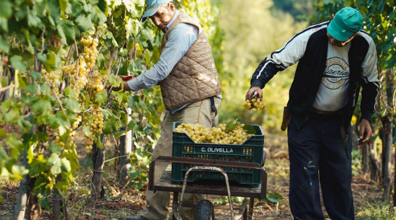 Vendemmia